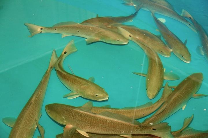 Production of Farm-Raised Fish