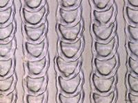 Scales in Rows at a Certain Distance