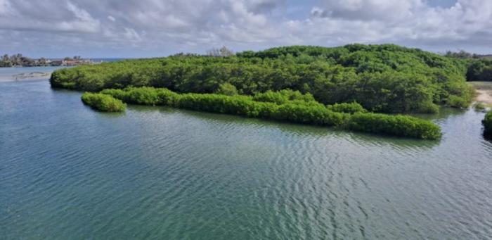 Researchers create index to assess soil health in mangroves