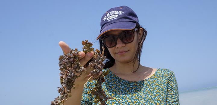 Seaweed is Skilled