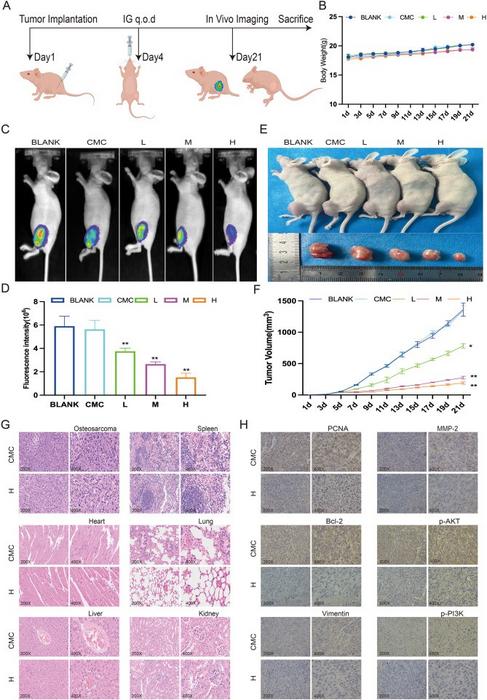 Veratramine inhibits the growth and metastasis of osteosarcoma cells in vivo.