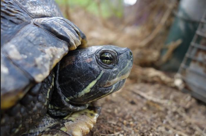 Red-eared slider - pond turtle
