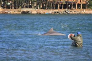 Artisanal fishers and dolphins