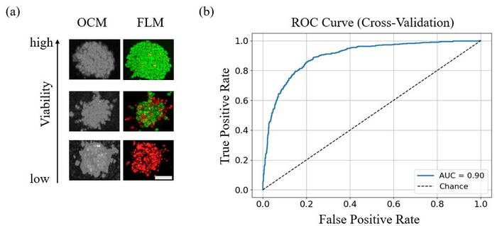 Figure 2. Differentiation between live and dead organoids via radiomics-based classification of OCM data.