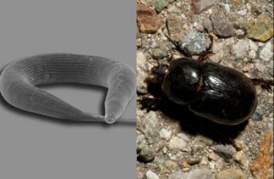 Nematode <I>Pristionchus pacificus</i>