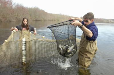 Alewife Sampling
