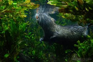 Photo of the semi-aquatic nutria (Myocastor coypus), a species whose brain endocast was examined in the current article by Martinez et al.