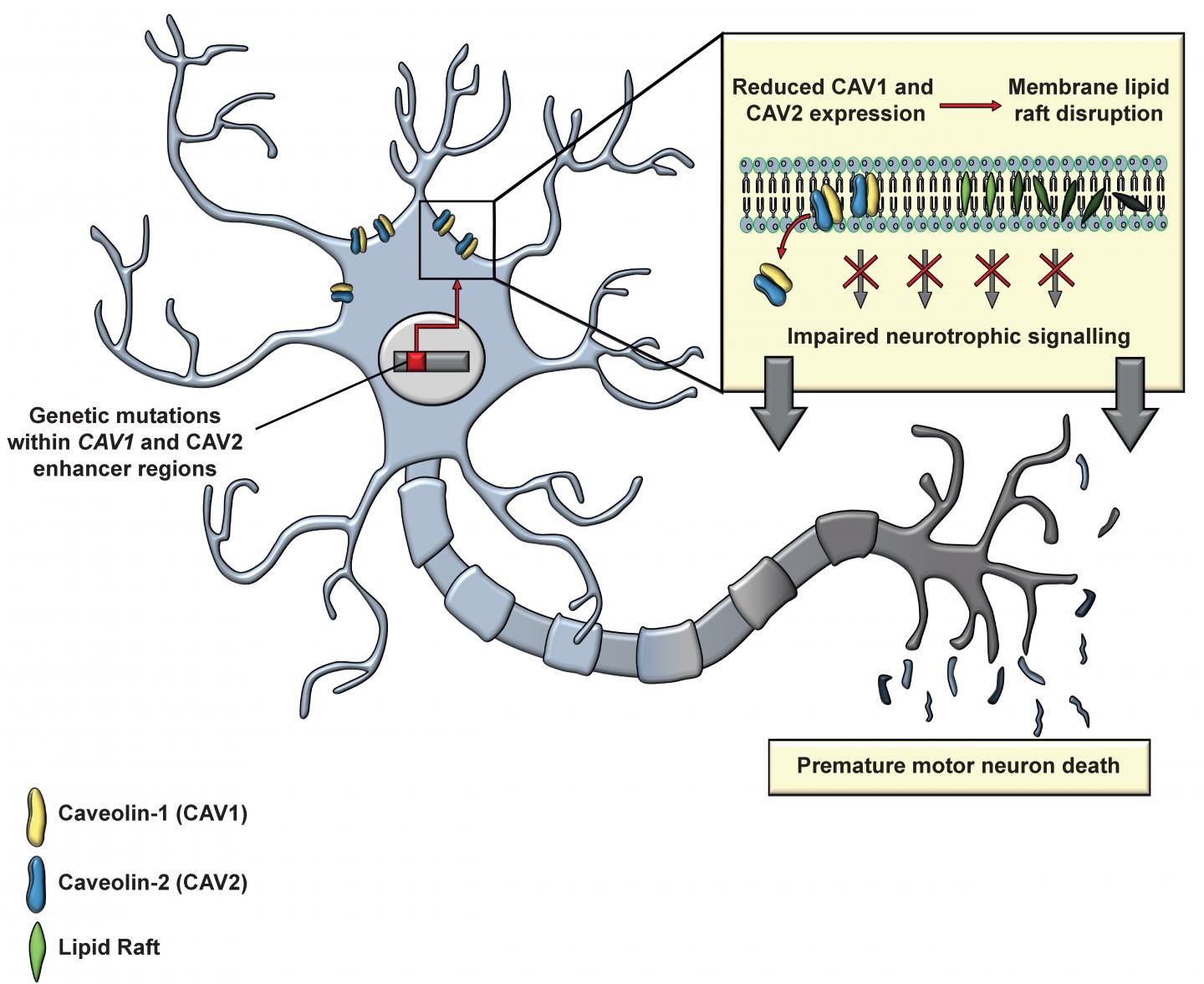 Genetic mutations within CAV1 and CAV2 enhancer regions