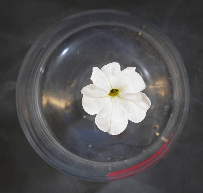 Petunia on glass