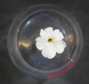 Petunia on glass