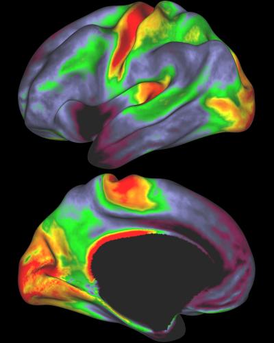Myelin Maps