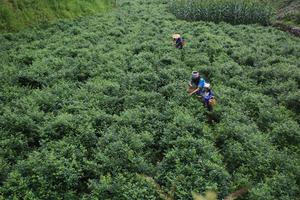 Prediction of changes in suitable habitats for tea plants in China’s four major tea-producing regions based on machine learning models
