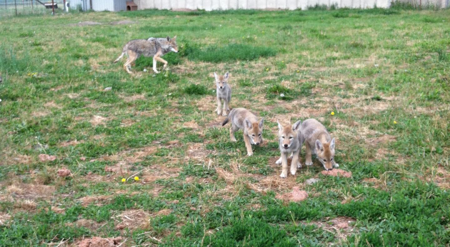 Five-Week-Old Pups