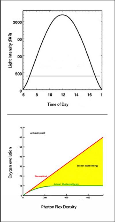 Legacy Biochemistry I: Light Saturaton