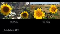 Pollinators Visiting Sunflowers