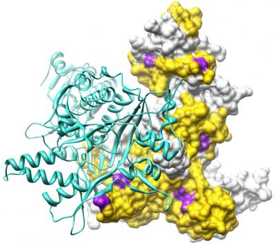 CMT Structure