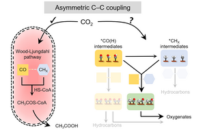 C-C Coupling