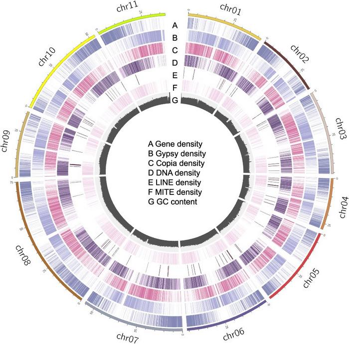 T2T genomic features of mung bean.