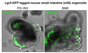 Stem cells in organoids grown in PIC-Invasin and BME