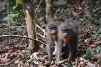 Juvenile Mandrills