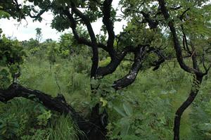 Cerrado