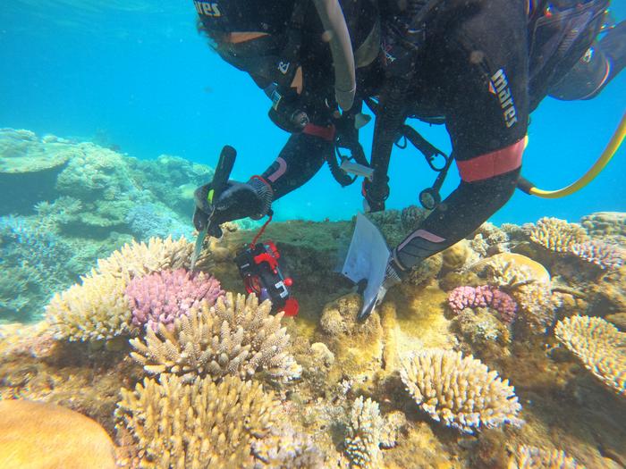 Underwater coHugo Denis sampling Acropora coral colony Deverd Islet Reef New Caledonia_ GOPR0074_©MBoussion