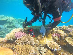 Underwater coHugo Denis sampling Acropora coral colony Deverd Islet Reef New Caledonia_ GOPR0074_©MBoussion
