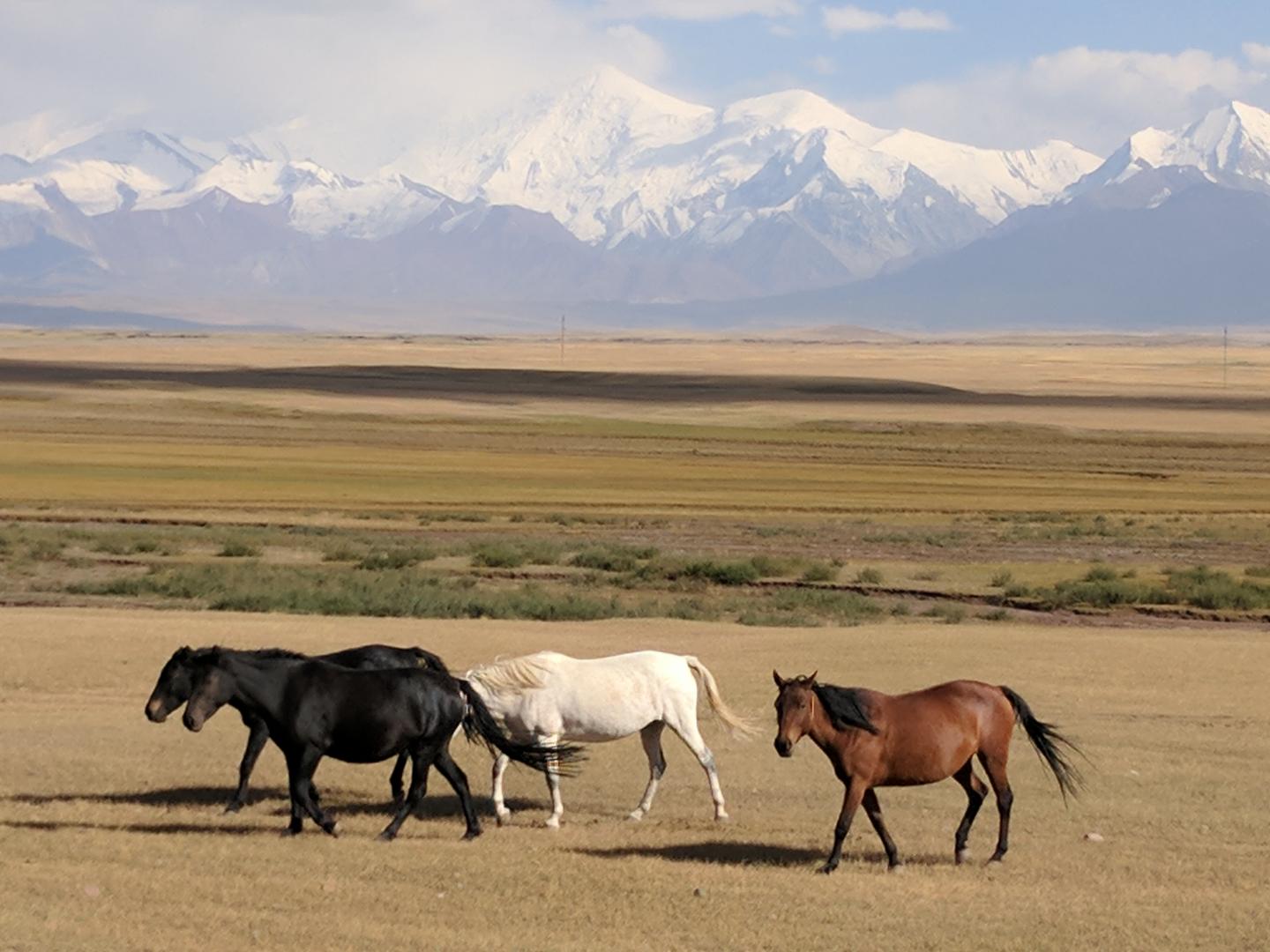 Horses in Kyrgyzstan