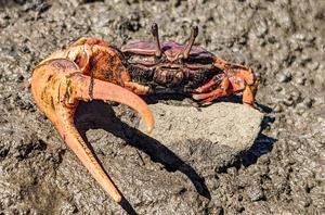 Atlantic Mangrove Fiddler Crab
