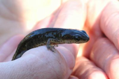 Another Chytrid Suspect
