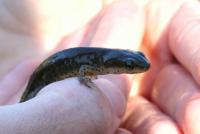 Another Chytrid Suspect