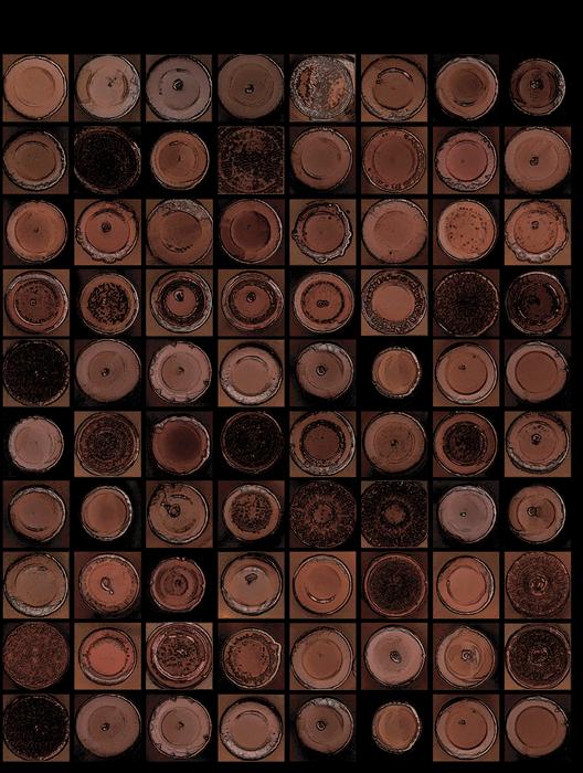 E. coli diversity