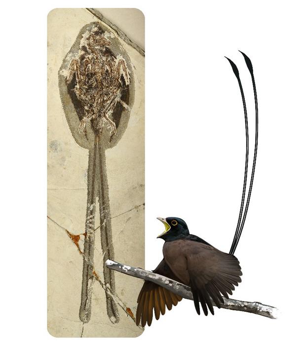 An artist’s impression of Plumadraco with the fossil in the background