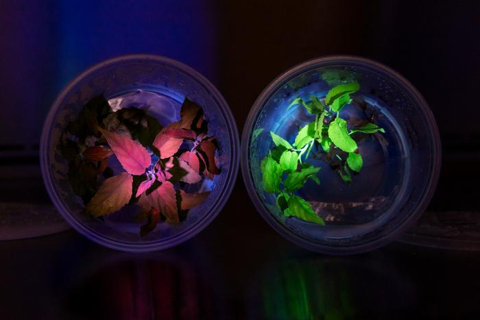 ORNL biosensors for plant transformation