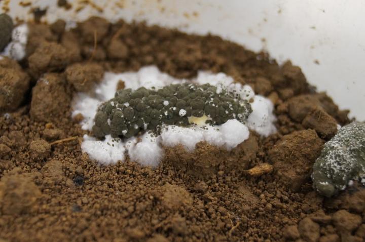 Metarhizium robertsii