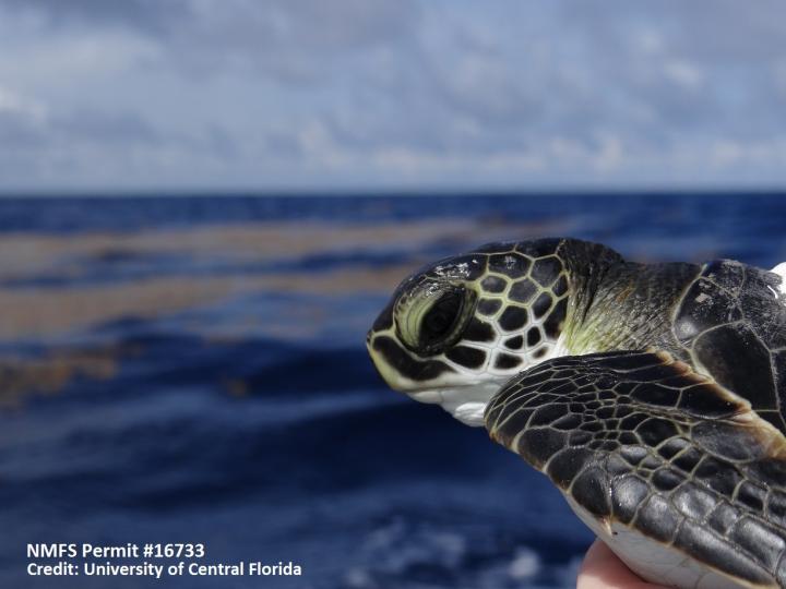 Tagged Turtle Toddler