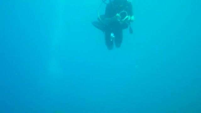 Predatory fish depletion and recovery potential on Caribbean reefs (8 of 11)