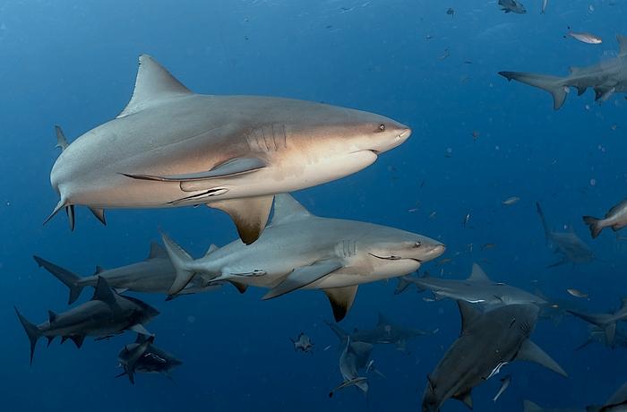 Bull sharks at at Shark Reef Marine Reserve