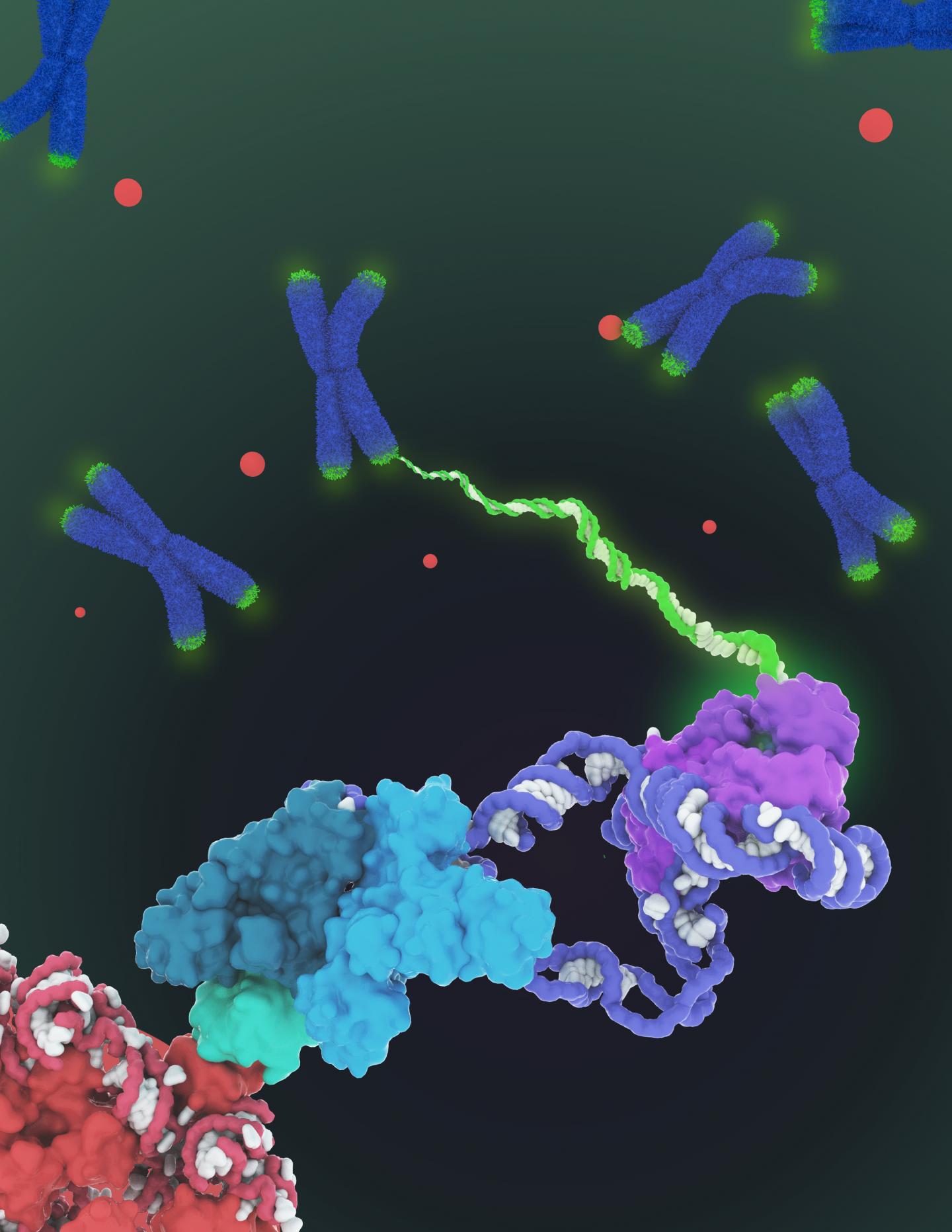 Telomerase Architecture Revealed
