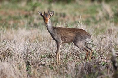 Understanding Why Male Mammals Choose Monogamy (5 of 9)