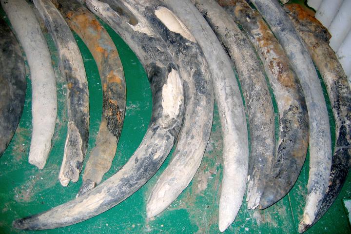 Shipwrecked tusks