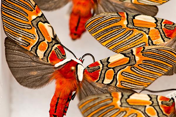 Guatemalan Moths