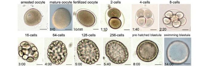 Egg cells and early embryonic stages of Asterias forbesi sea stars