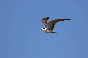 Black Tern in continuous decline for over a century