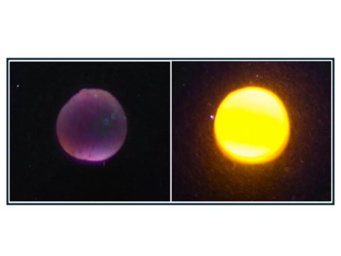 Conventional BODIPY dyes (left) lose their fluorescence in highly acidic conditions, while the newly developed superacid-resistant BODIPY dye (right) continues to emit bright light in the same environment.