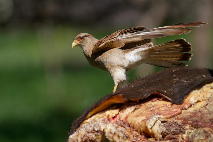 Male adult Chimango Caracara