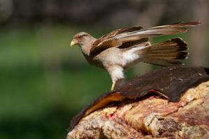 Male adult Chimango Caracara