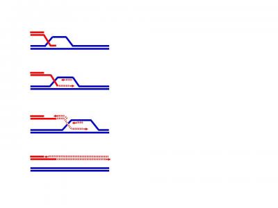 Break-Induced Replication