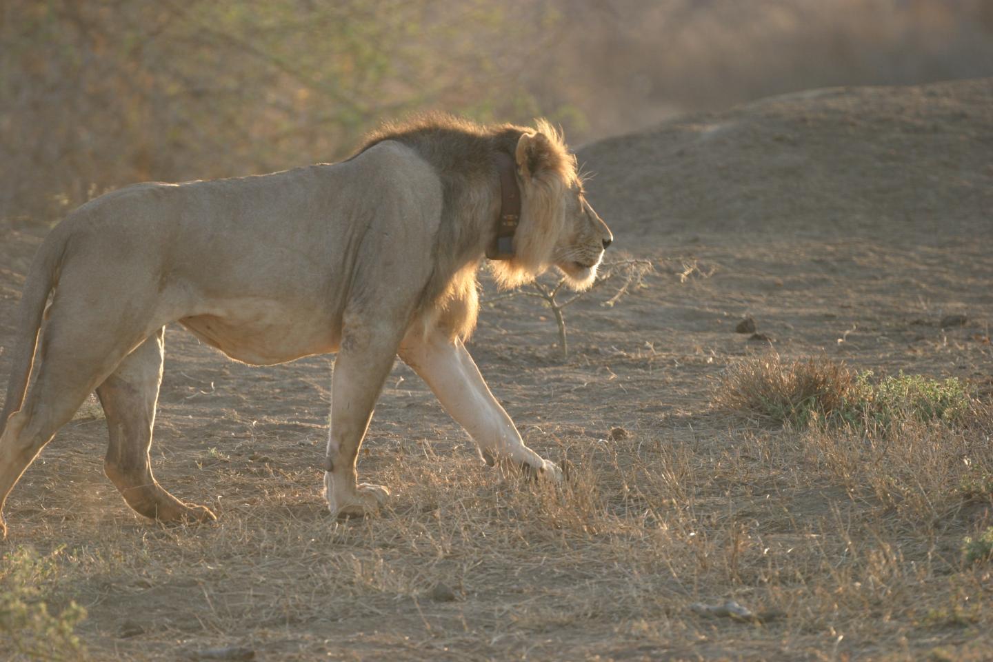 Lion with Collar