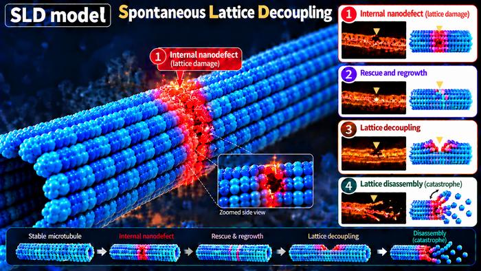 Spontaneous Lattice Decoupling (SLD) model of microtubule stability and collapse.